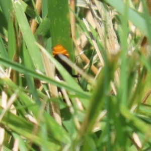 Chauliognathus lugubris at Isabella Plains, ACT - 8 Jan 2023