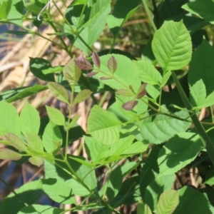 Fraxinus angustifolia at Isabella Plains, ACT - 8 Jan 2023