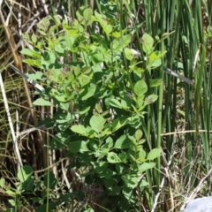 Fraxinus angustifolia at Isabella Plains, ACT - 8 Jan 2023