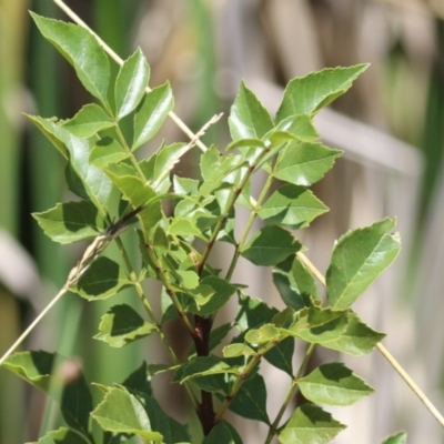 Fraxinus angustifolia (Desert Ash) at Isabella Plains, ACT - 8 Jan 2023 by RodDeb