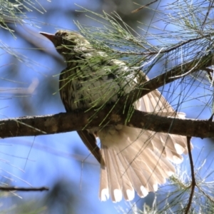 Oriolus sagittatus at Isabella Plains, ACT - 8 Jan 2023 11:50 AM