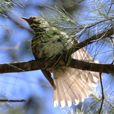 Oriolus sagittatus (Olive-backed Oriole) at Isabella Plains, ACT - 8 Jan 2023 by RodDeb