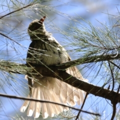 Oriolus sagittatus at Isabella Plains, ACT - 8 Jan 2023