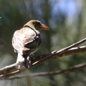 Oriolus sagittatus at Isabella Plains, ACT - 8 Jan 2023 11:50 AM