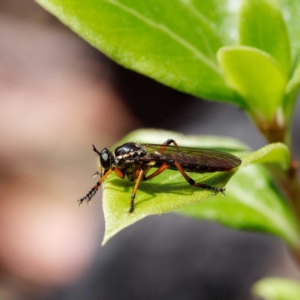 Aplestobroma avidum at Paddys River, ACT - 7 Jan 2023