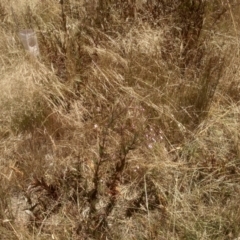 Epilobium ciliatum at Cooma, NSW - 8 Jan 2023 by mahargiani