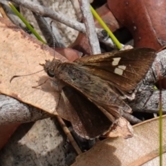 Mesodina halyzia (Eastern Iris-skipper) at Vincentia, NSW - 7 Jan 2023 by RobG1