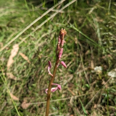 Dipodium sp. (A Hyacinth Orchid) at Paddys River, ACT - 8 Jan 2023 by Rebeccajgee