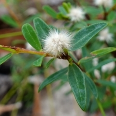 Pimelea sp. (Rice Flower) at Vincentia, NSW - 7 Jan 2023 by RobG1