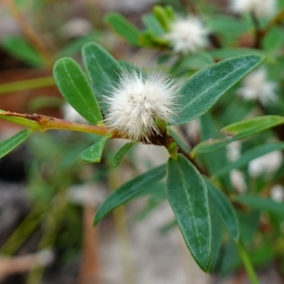 Pimelea sp. (Rice Flower) at Vincentia, NSW - 7 Jan 2023 by RobG1