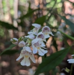 Prostanthera lasianthos (Victorian Christmas Bush) at Paddys River, ACT - 8 Jan 2023 by Rebeccajgee