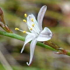 Caesia parviflora var. parviflora (A Grass-lily) at Vincentia, NSW - 7 Jan 2023 by RobG1