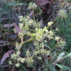 Aciphylla simplicifolia (Mountain Aciphyll) at Cotter River, ACT - 7 Jan 2023 by MatthewFrawley