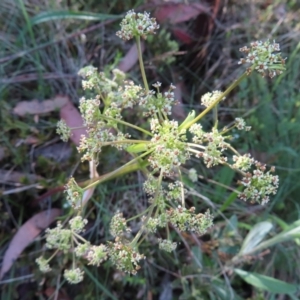 Aciphylla simplicifolia at Cotter River, ACT - 8 Jan 2023 08:06 AM