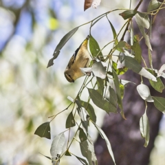 Pardalotus punctatus (Spotted Pardalote) at Higgins Woodland - 8 Jan 2023 by MichaelWenke