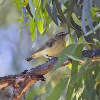 Acanthiza chrysorrhoa (Yellow-rumped Thornbill) at Higgins, ACT - 8 Jan 2023 by Trevor