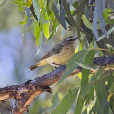 Acanthiza chrysorrhoa (Yellow-rumped Thornbill) at Higgins, ACT - 8 Jan 2023 by MichaelWenke