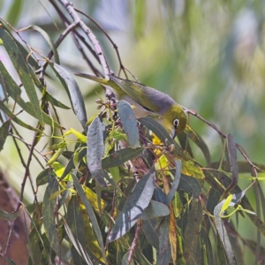 Zosterops lateralis at Higgins, ACT - 8 Jan 2023