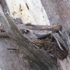 Artamus cyanopterus (Dusky Woodswallow) at Molonglo Valley, ACT - 7 Jan 2023 by MichaelWenke