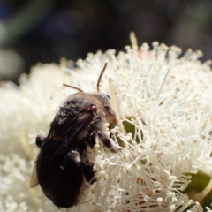 Paracolletes crassipes at Murrumbateman, NSW - 8 Jan 2023 by SimoneC