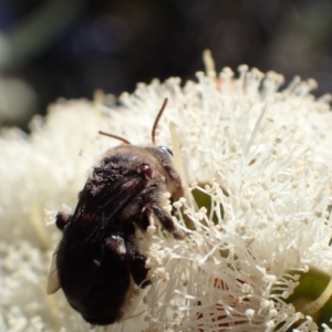 Paracolletes crassipes at Murrumbateman, NSW - 8 Jan 2023