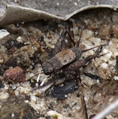 Bobilla killara (Pygmy Cricket) at Vincentia, NSW - 7 Jan 2023 by RobG1