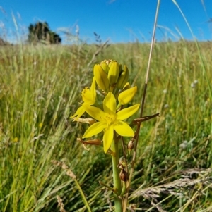 Bulbine bulbosa at Dry Plain, NSW - 8 Jan 2023