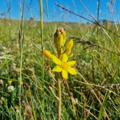 Bulbine bulbosa at Dry Plain, NSW - 8 Jan 2023 05:40 PM