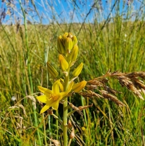 Bulbine bulbosa at Dry Plain, NSW - 8 Jan 2023 05:40 PM