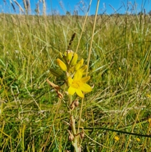 Bulbine bulbosa at Dry Plain, NSW - 8 Jan 2023 05:40 PM