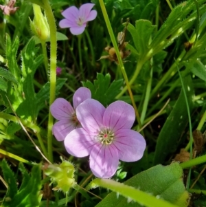 Geranium antrorsum at Dry Plain, NSW - 8 Jan 2023