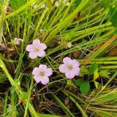 Geranium antrorsum at Dry Plain, NSW - 8 Jan 2023