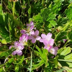 Geranium antrorsum at Dry Plain, NSW - 8 Jan 2023