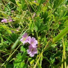 Geranium antrorsum at Dry Plain, NSW - 8 Jan 2023