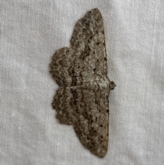 Psilosticha absorpta (Fine-waved Bark Moth) at Jerrabomberra, NSW - 8 Jan 2023 by SteveBorkowskis