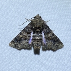 Pataeta carbo (Dark Euteliid) at Jerrabomberra, NSW - 7 Jan 2023 by Steve_Bok