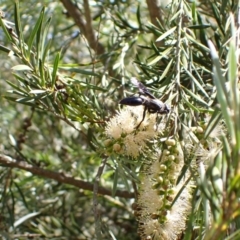 Prionyx sp. (genus) (Giant Thread-waisted Wasp) at Murrumbateman, NSW - 8 Jan 2023 by SimoneC