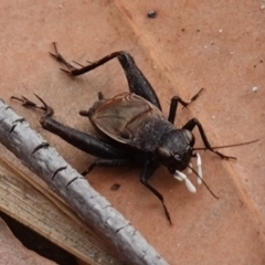 Bobilla killara (Pygmy Cricket) at Vincentia, NSW - 7 Jan 2023 by RobG1