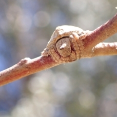 Dolophones sp. (genus) (Wrap-around spider) at Murrumbateman, NSW - 8 Jan 2023 by SimoneC