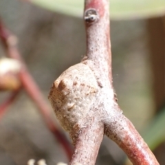 Dolophones sp. (genus) at Murrumbateman, NSW - 8 Jan 2023 12:30 PM