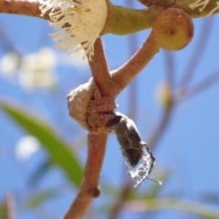 Dolophones sp. (genus) at Murrumbateman, NSW - 8 Jan 2023 12:30 PM