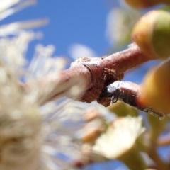 Dolophones sp. (genus) at Murrumbateman, NSW - 8 Jan 2023 12:30 PM