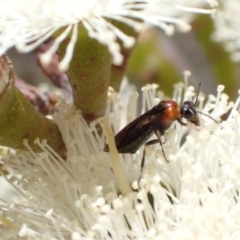 Eurys sp. (genus) (Eurys sawfly) at Murrumbateman, NSW - 8 Jan 2023 by SimoneC