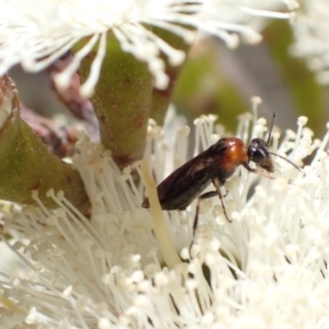 Eurys sp. (genus) at Murrumbateman, NSW - 8 Jan 2023 10:53 AM