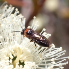 Eurys sp. (genus) at Murrumbateman, NSW - 8 Jan 2023 10:53 AM