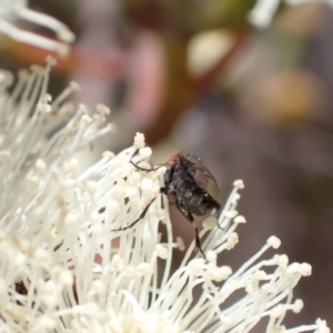 Eurys sp. (genus) at Murrumbateman, NSW - 8 Jan 2023 10:53 AM