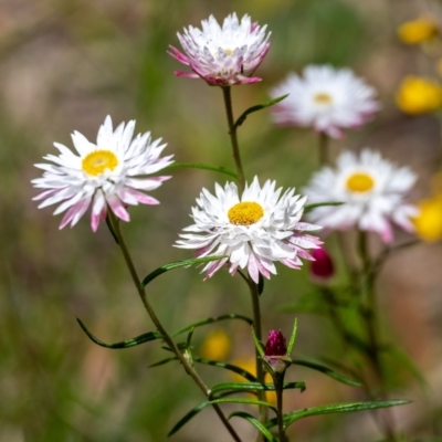 Coronidium waddelliae (Branched Everlasting) at Penrose, NSW - 8 Jan 2023 by Aussiegall