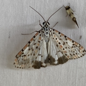 Utetheisa pulchelloides at Numeralla, NSW - 1 Jan 2023