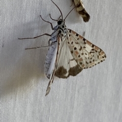 Utetheisa pulchelloides at Numeralla, NSW - 1 Jan 2023