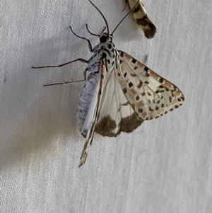 Utetheisa pulchelloides at Numeralla, NSW - 1 Jan 2023